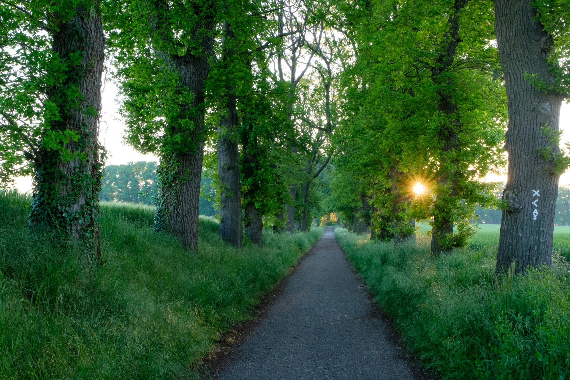 Wanderweg umgeben von Bäumen beim Sonnenaufgang.