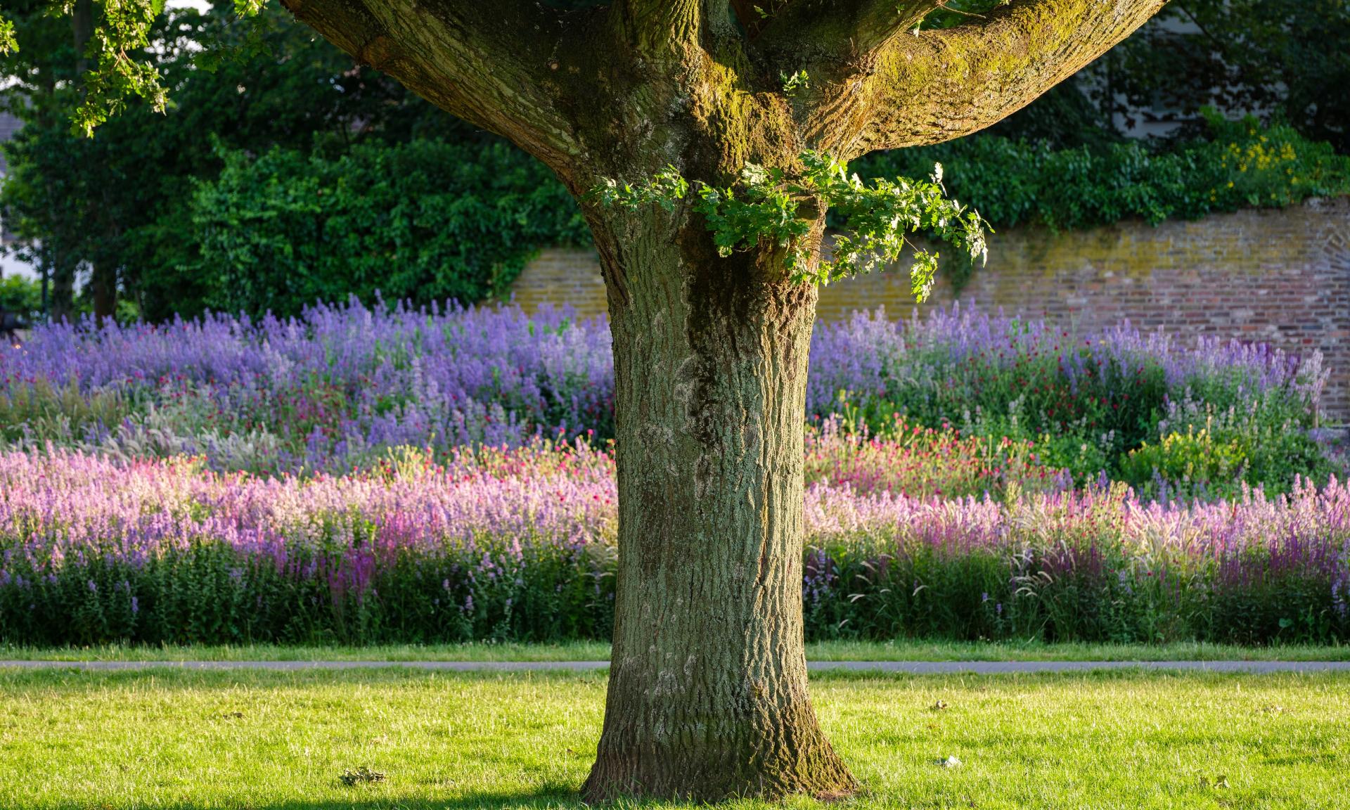 Baum vor Blumenwiese