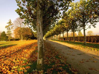Allee im Herbst im Archäologischen Park Xanten