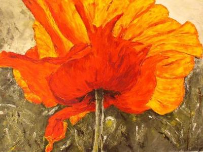 Flammenmohn