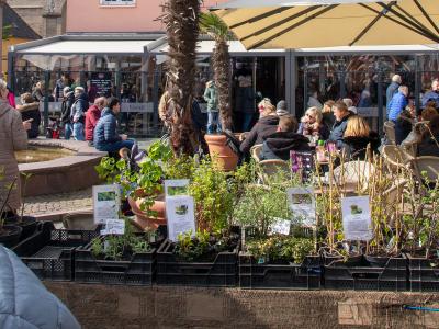 Belebter Platz in einer historischen Altstadt mit Café-Gästen unter Sonnenschirmen, einem kleinen Pflanzenverkaufsstand im Vordergrund und einer Kirche mit markanten Türmen im Hintergrund. Palmen und frühlingshaftes Wetter vermitteln mediterranes Flair.