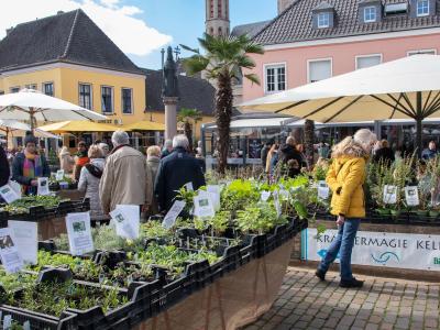 Bunter Frühlingsmarkt auf einem historischen Platz mit zahlreichen Besucherinnen und Besuchern, die an Ständen mit Kräuter- und Pflanzenangeboten stöbern. Schilder mit Pflanzeninformationen, Sonnenschirme, Palmen und historische Gebäude mit farbenfrohen Fassaden schaffen eine lebendige, einladende Atmosphäre.