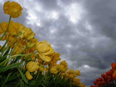 Ein Bild Rheinische Tulpen