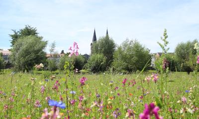 Blumenwiese Kurpark