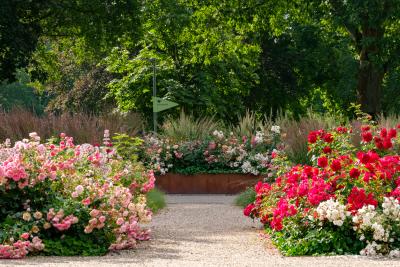 Rosengarten im Kurpark. Links ein Beet mit Rosa Rosen. Rechts ein Beet mit Roten und weißen Rosen. In der Mitte ein Gemischtes Beet