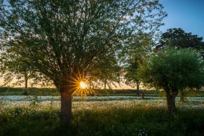 Bäume und Liesen im Kurpark. Es ist Sonnenaufgang und die Sonne scheint zwischen den Bäumen durch.