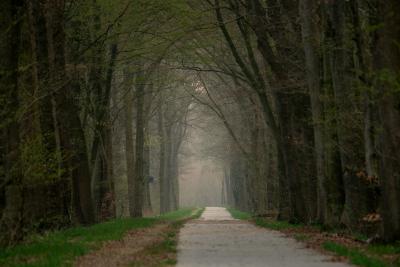 Ein schmaler, gerader Weg führt durch einen dichten, ruhigen Wald mit hohen, kahlen Bäumen, deren Zweige sich bogenförmig über dem Weg treffen. Der Boden ist teilweise mit grünem Gras und braunem Laub bedeckt, und im Hintergrund liegt ein leichter Nebel in der Luft.