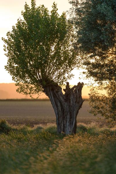 Alte Baumstumpf mit neuem grünen Laub, im Hintergrund ein Feld bei Sonnenuntergang